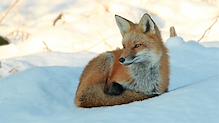 Foxy paisiblement couch&#233; sur la premi&#232;re neige.